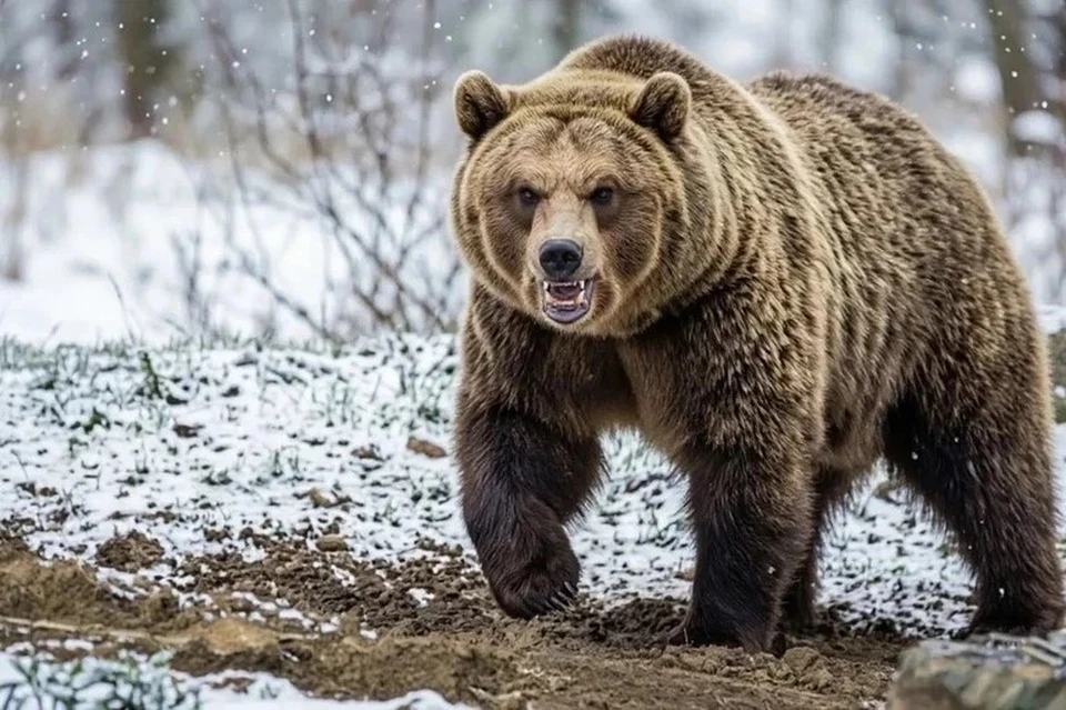 В Бурятии медведи начали залегать в спячку и реже выходить к людям. Фото сгенерировано нейросетью.