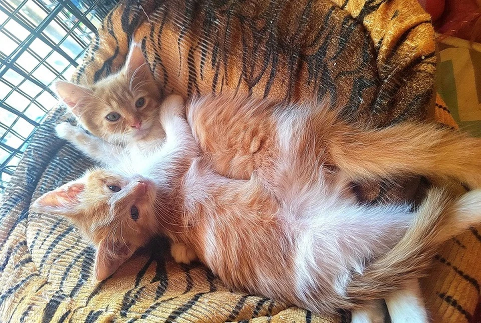 Котят спасла бродячая собака. Фото: Шанс на жизнь