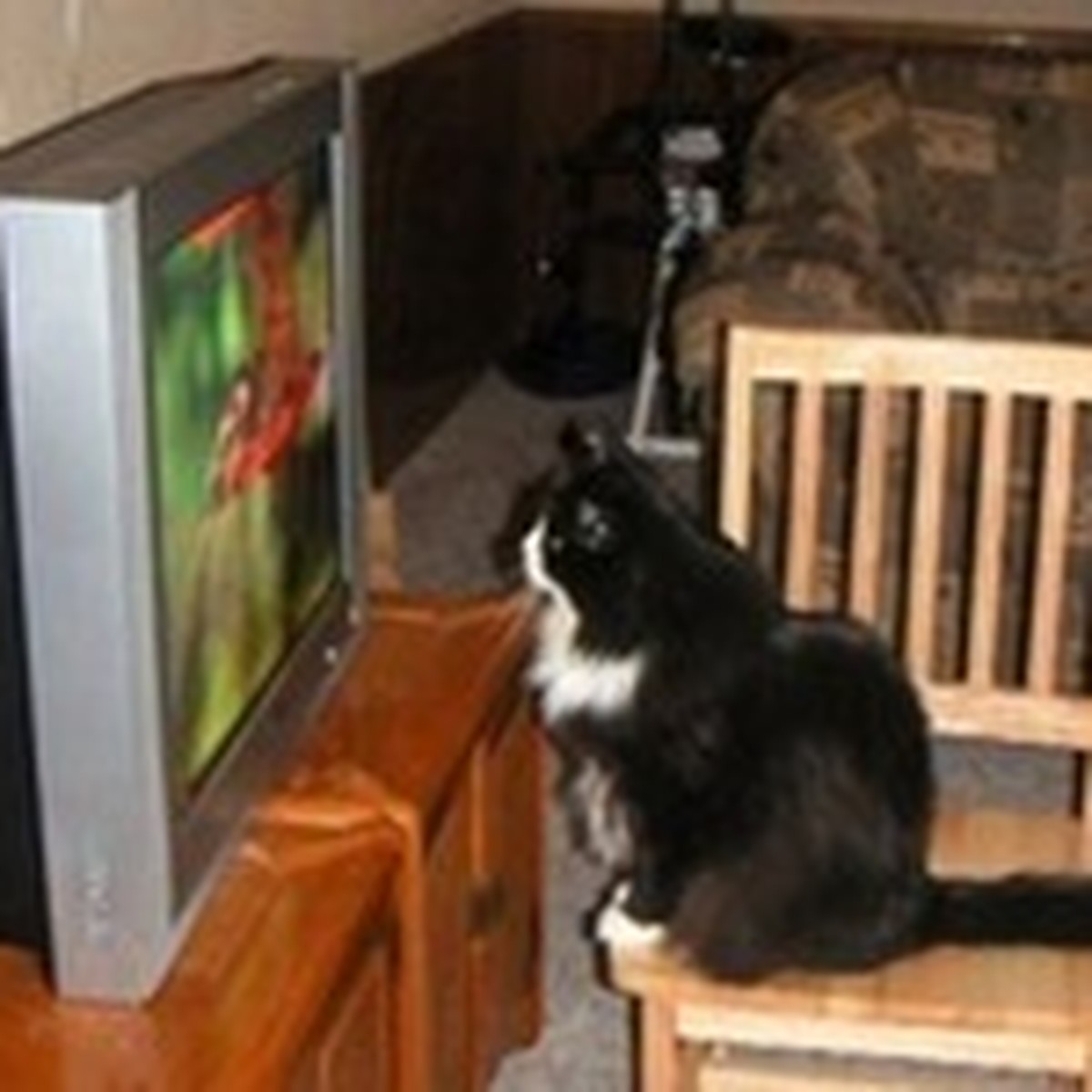 Телевизор для кошки вреден? - KP.RU