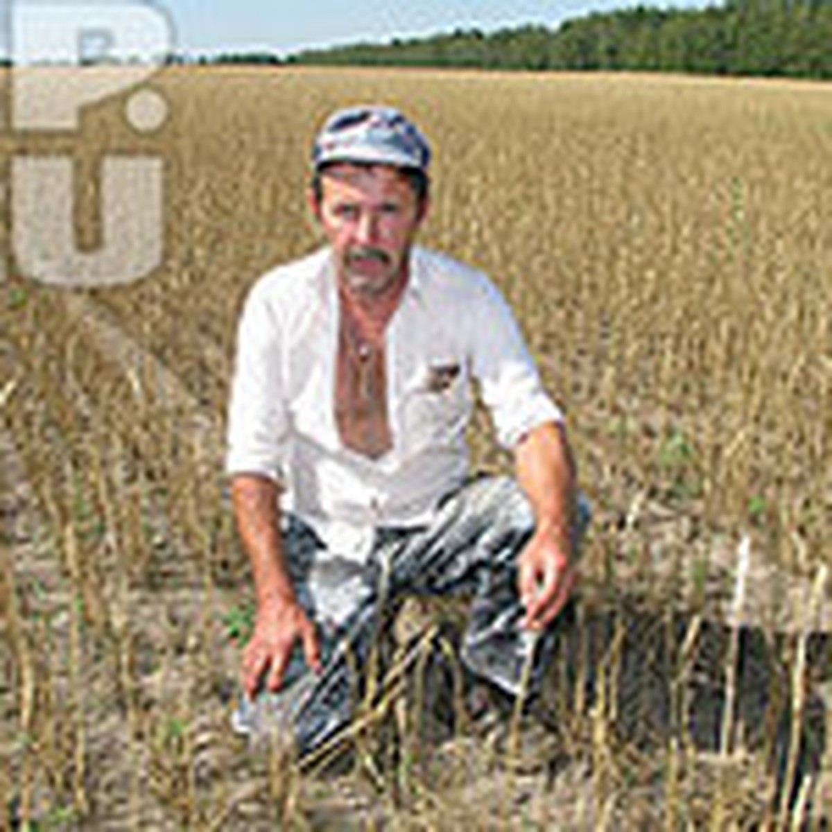 Засуха в Воронежской области: фермерам выгоднее бросить поля, чем собирать  урожай - KP.RU