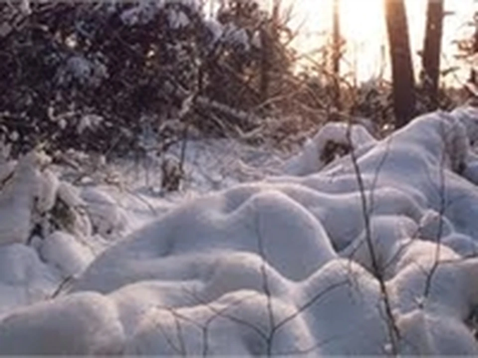 Снег еще лежал сугробами в глубоких. Снежные кусты. Лесные сугробы кусты сумрачно. Красивые рукотворные сугробы. Чахлого сугроба.