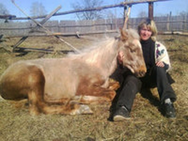 Хозяевам сожженных лошадей под Дзержинском разрешили строить новую конюшню