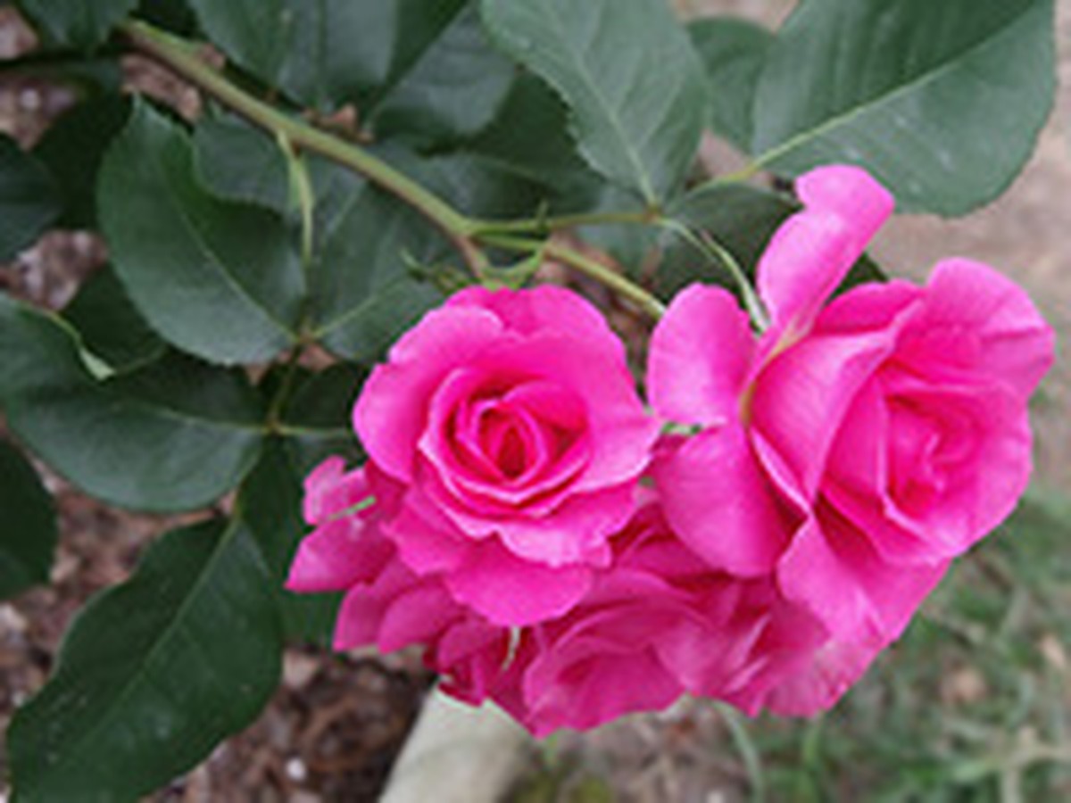 Розы в ландшафтном дизайне (52 фото): правильное и красивое оформление сада