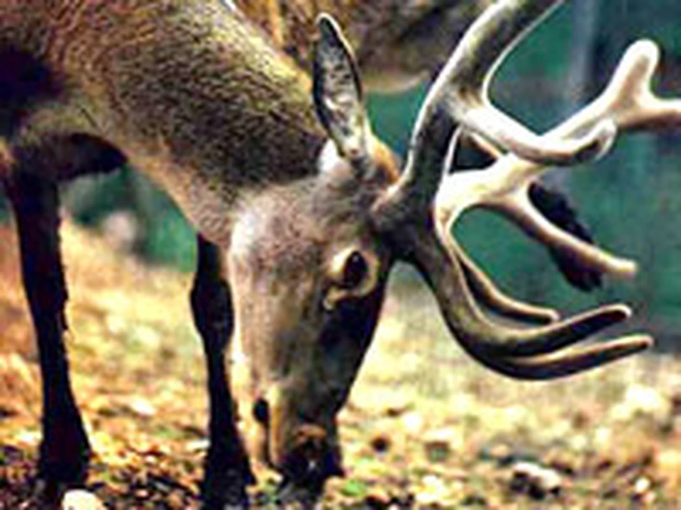 Друг оленя. Олень с ветвистыми рогами. Крымский заповедник олени. Животные в Гыданском заповеднике. Животные Крыма олень.