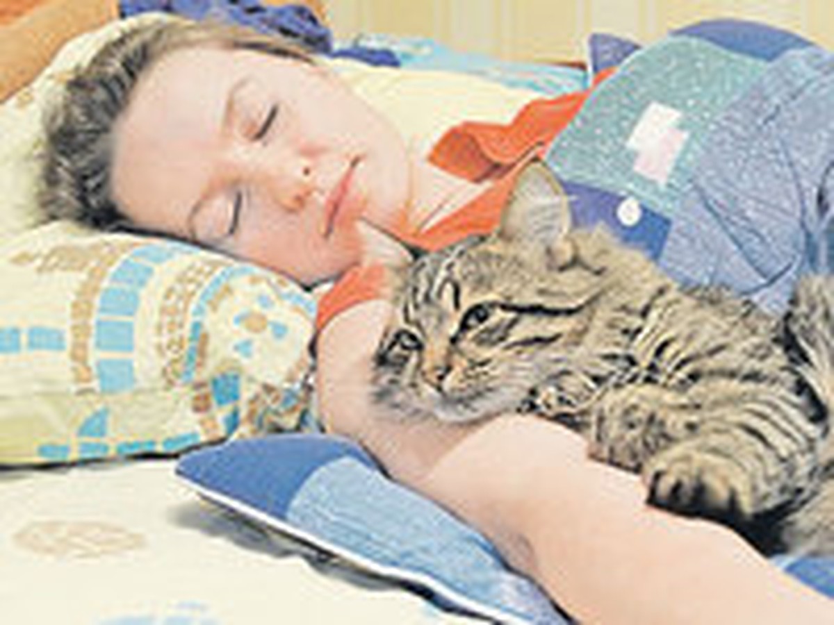 кошка спит с хозяином в кровати