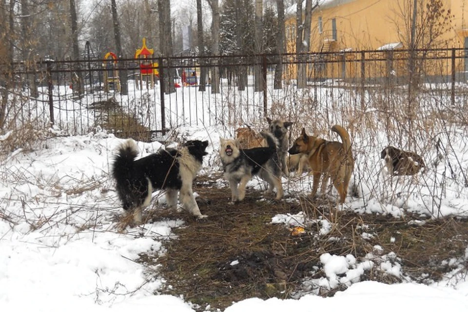 В Твери бродячие собаки взяли в осаду дом владельцев фирмы по отлову животных
