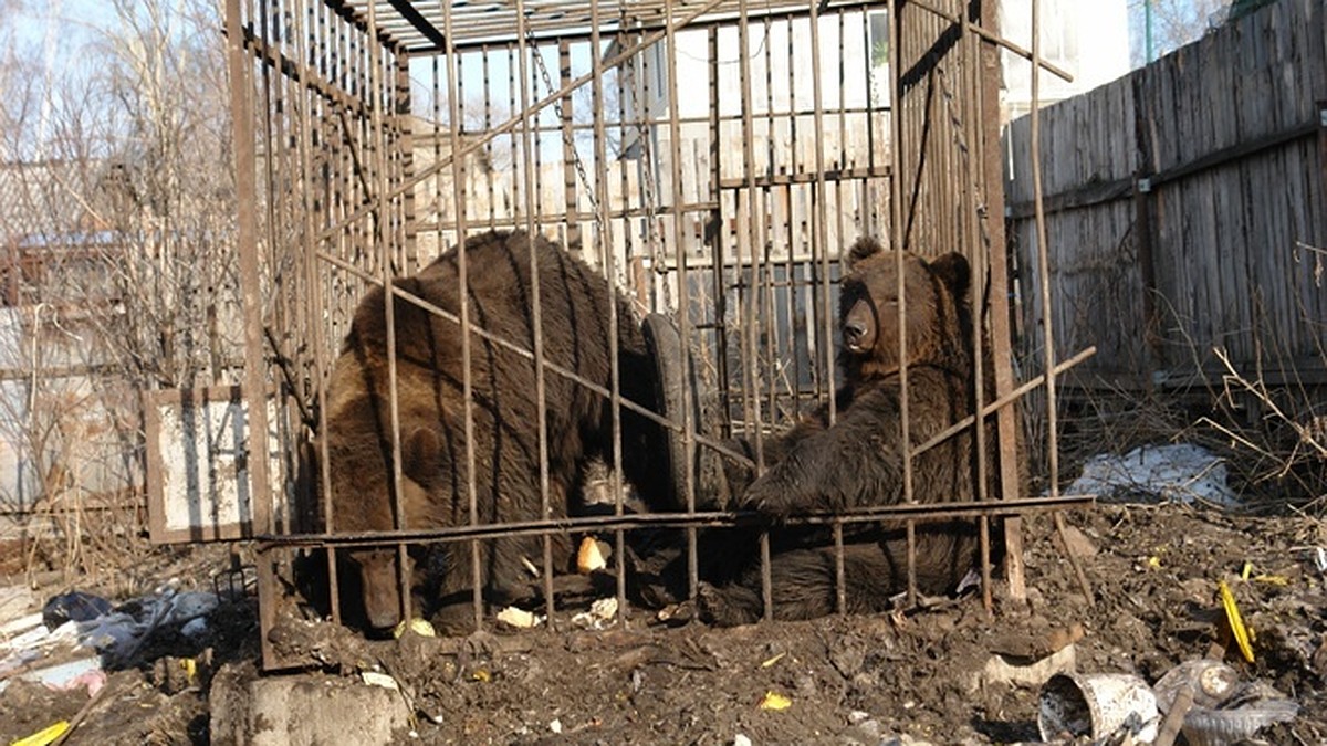 Медведи из томского зоопарка, где их морили голодом, переехали в Москву -  KP.RU