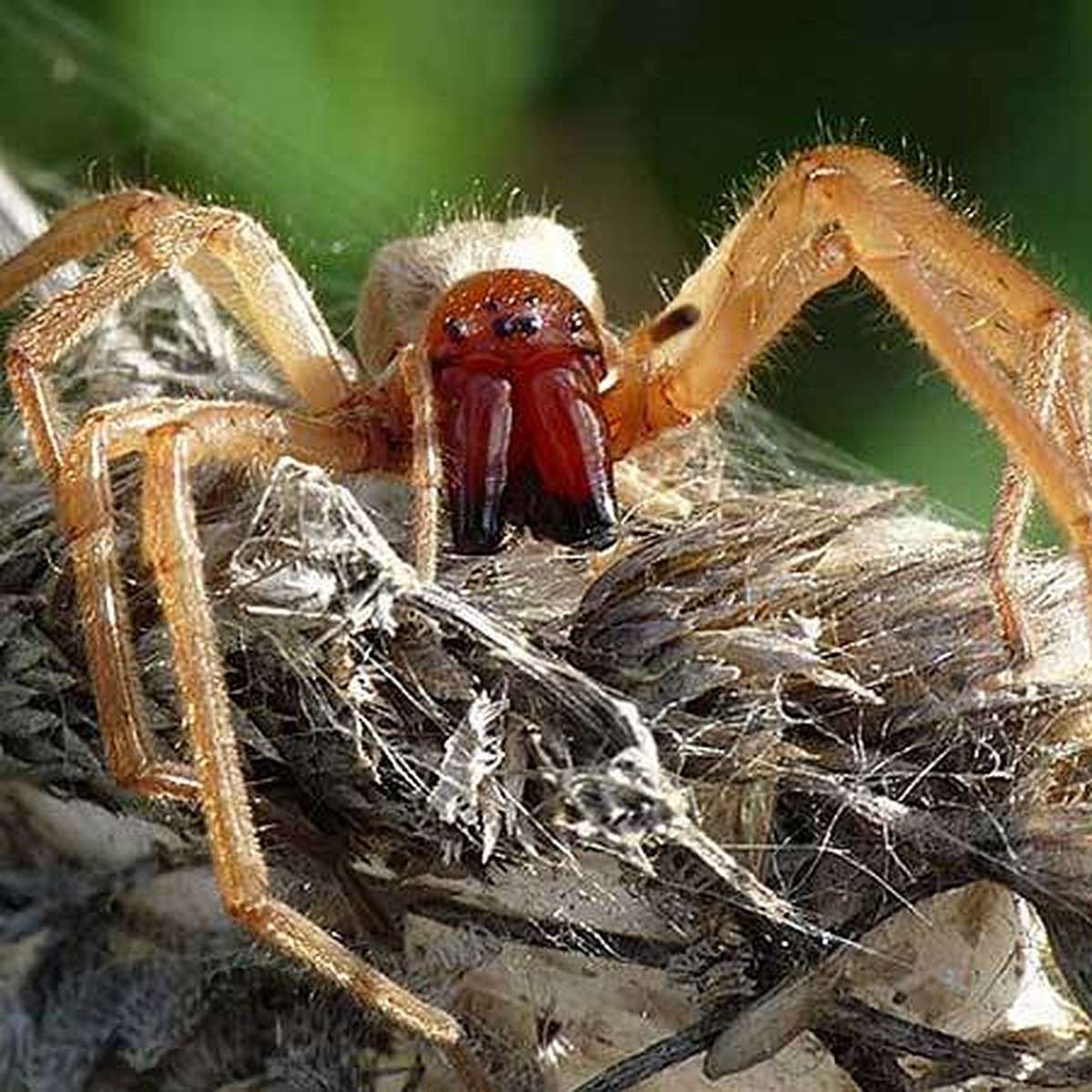 самый ядовитый паук в россии фото