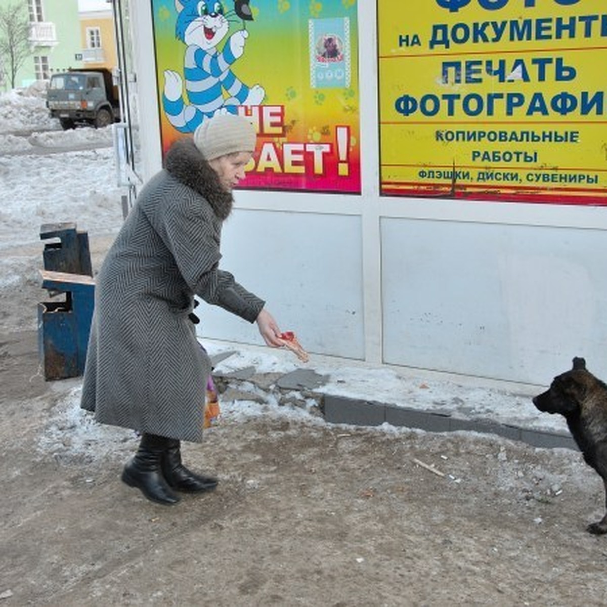 Охота на волков» в Ижевске: прокуратура выступает против вывоза животных за  пределы города - KP.RU