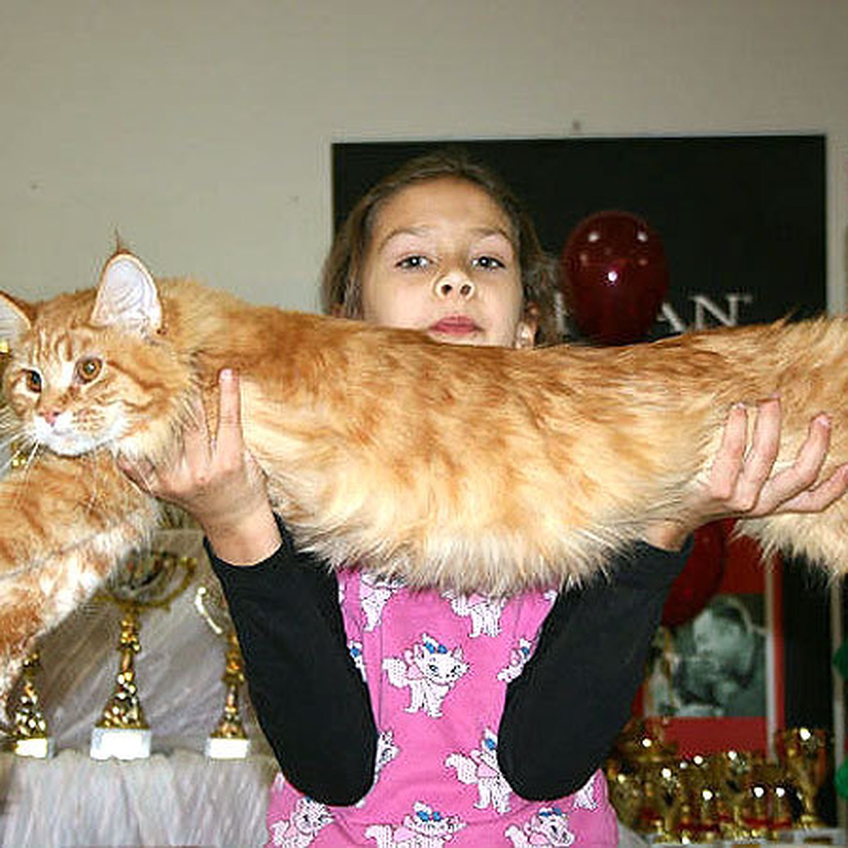 Длинный кот порода