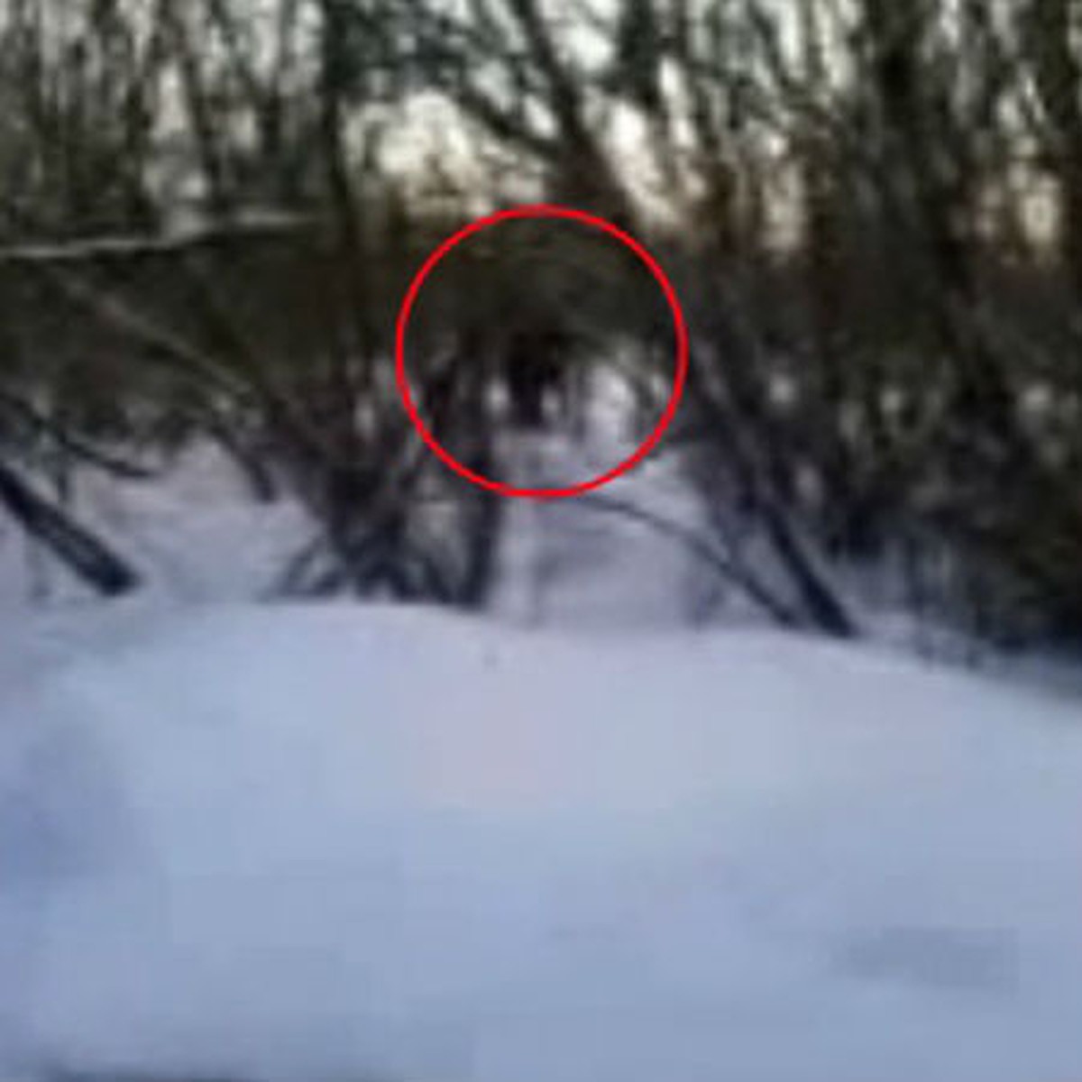 Йети снежный человек фото очевидцев