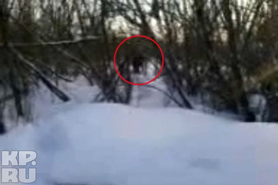 На видео снежного человека, сделанном в Кузбассе, ученые рассмотрели… не одного, а двух йети