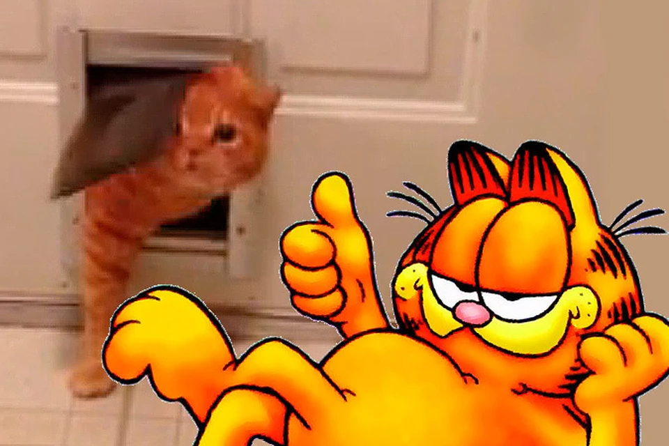 В сети появился рыжий кот, очень похожий на знаменитого кота Гарфилда