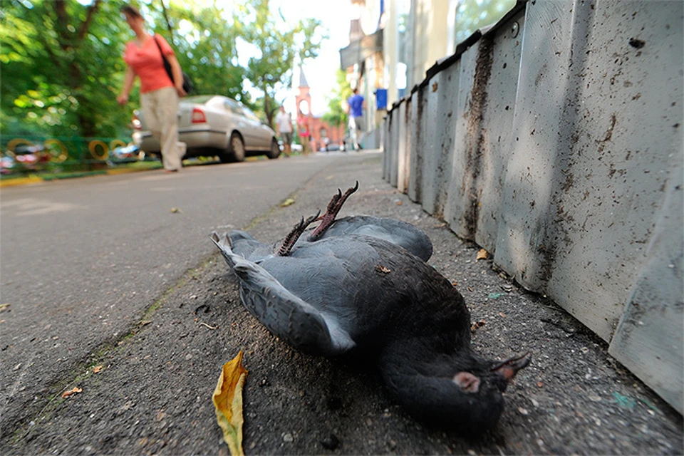 Московские ветеринары: Погибающие голуби могли подхватить заразу на мусорках