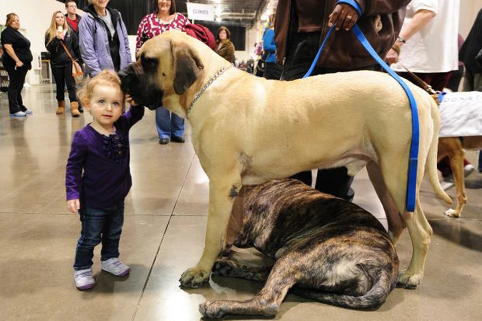 В Detroit Kennel Club Dog Show обычно принимают участие более 2 тысяч собак со всех концов страны.