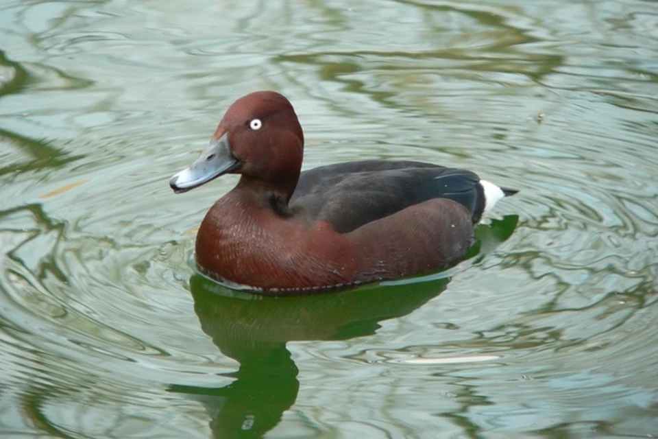 В Бресте обнаружили птицу, занесенную в мировой список исчезающих видов