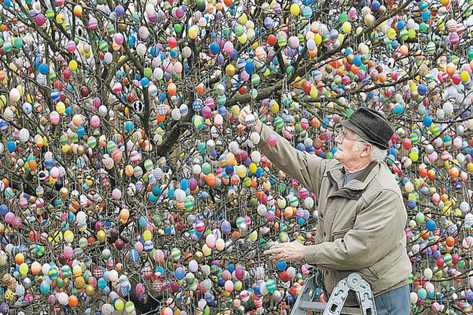 Каждый год почти 50 лет семья Крафт из Германии украшает яблоню пасхальными яйцами. В их коллекции более 10 тысяч самых разных яиц.