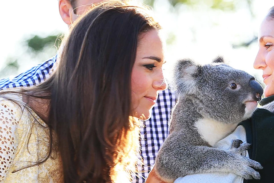 Герцогиня Кембриджская понюхала коалу, чтобы убедиться, что эти зверушки пахнут эвкалиптом.