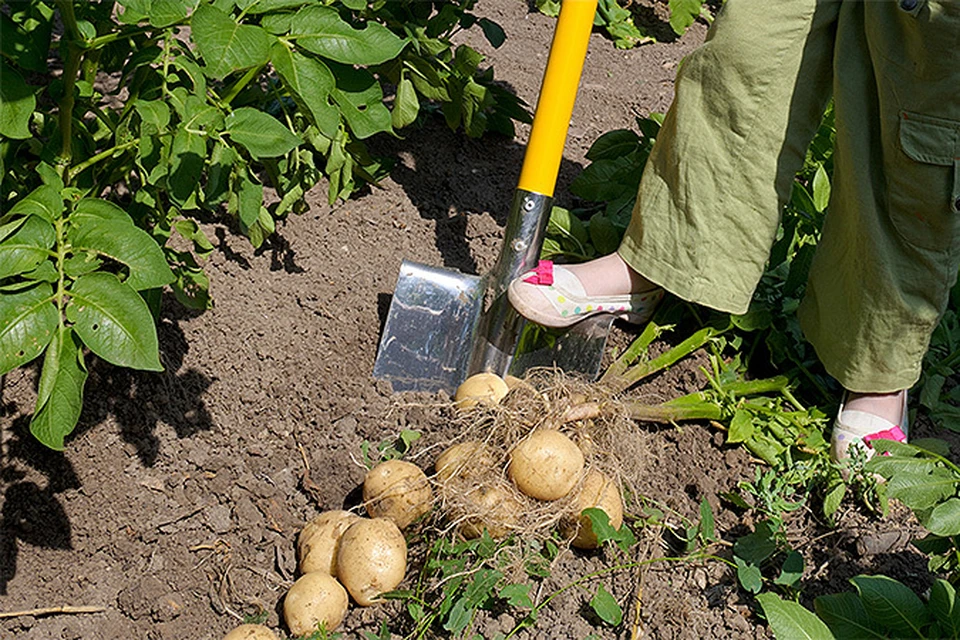 Именно на майские праздники огородники-энтузиасты сажают один из самых уважаемых и употребляемых овощей - картошку