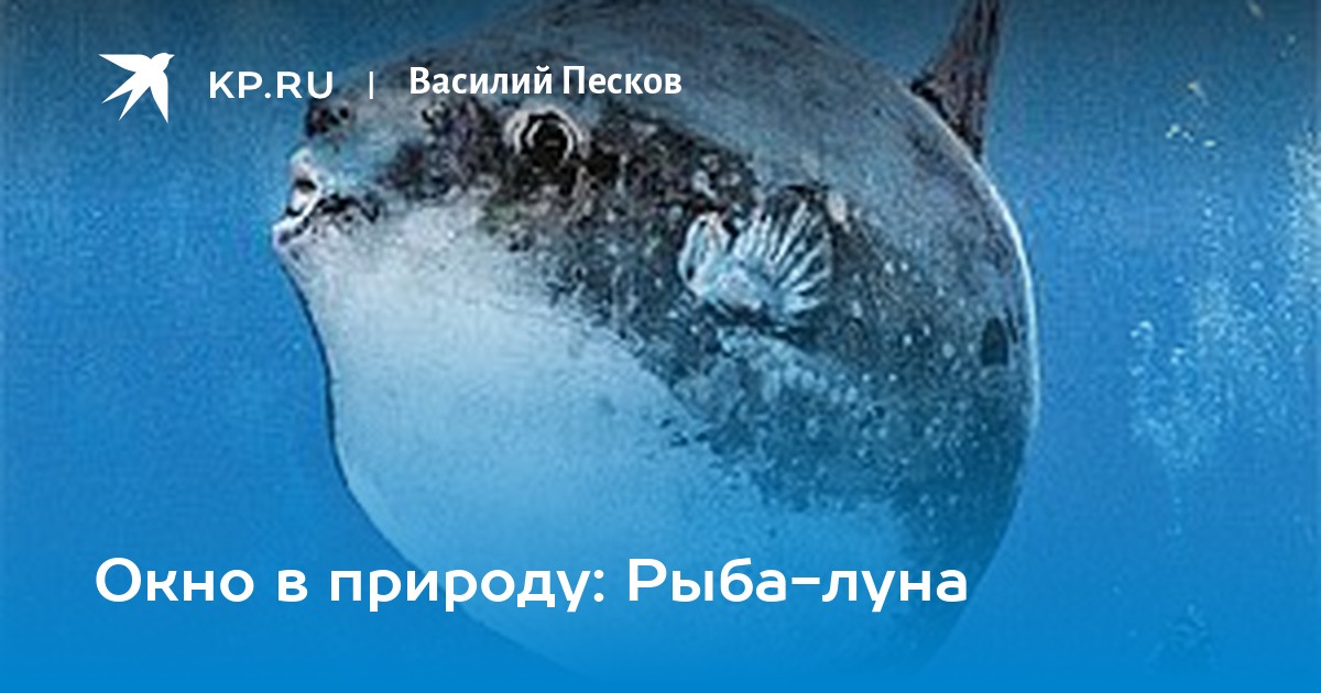 рыба луна трансформация, рыба луна на балтийском море, рыба луна презентация, рыба луна по сравнению с человеком