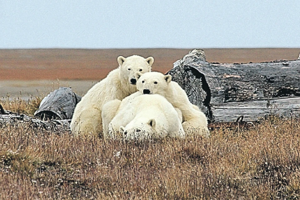 В мире наблюдается большой всплеск интереса к Арктике.