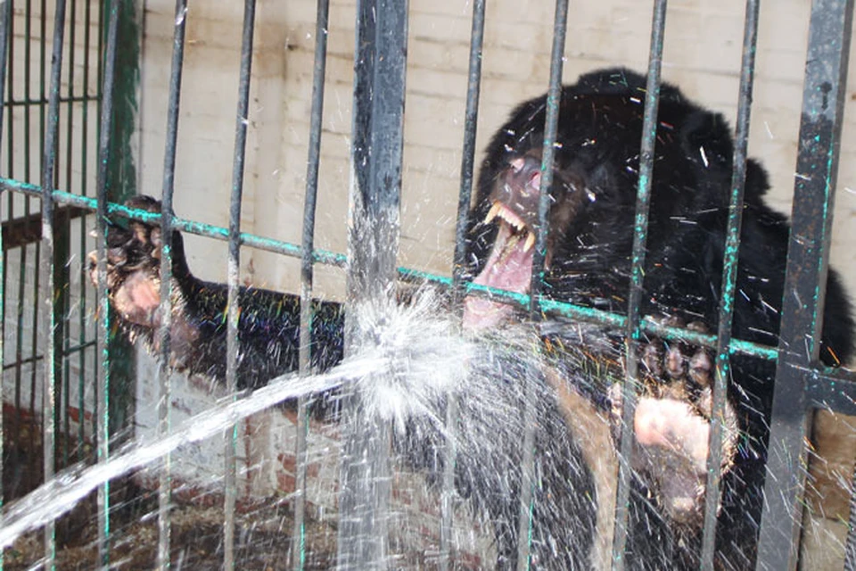Медведи в зоопарке спасаются от жары под душем