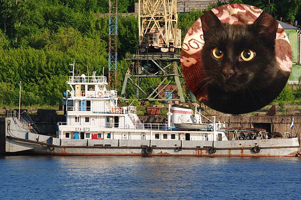 Кот Семен выпрыгнул с "родного" корабля прямо в Волгу. Фото: соцсети