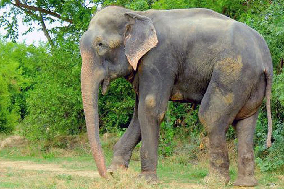Судьба слона Раджу, печально «прославившегося» слезами, когда с его ног снимали кандалы, вновь в опасности