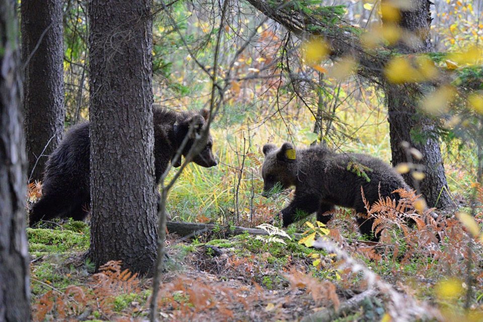 В брянский лес привезли двух медвежат-сирот.