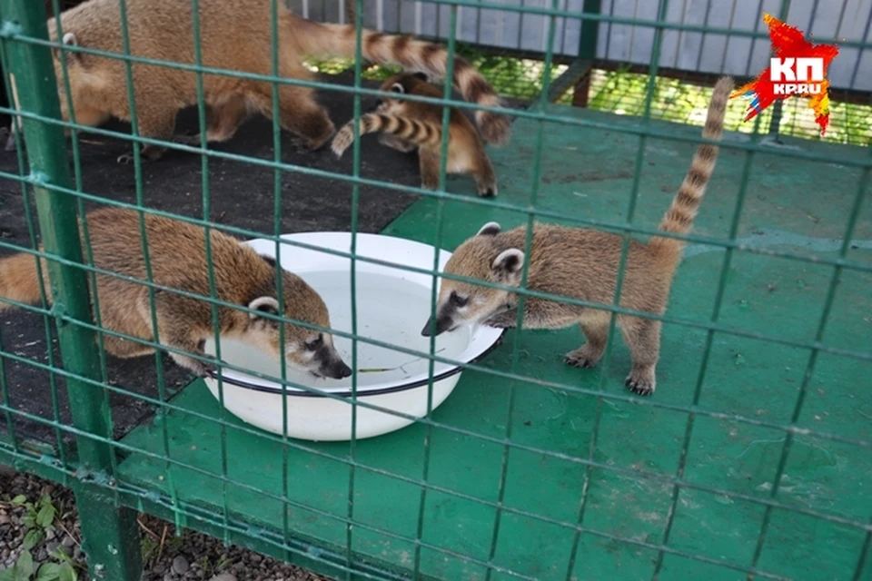 Коати уехали в столицу