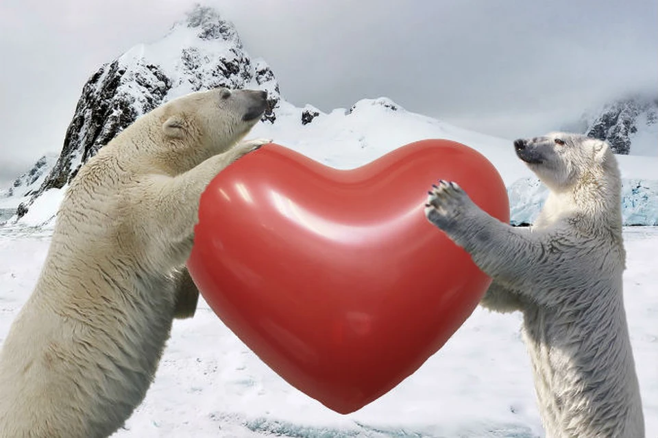 Белые медведи влюбились! 
фото: Роев ручей