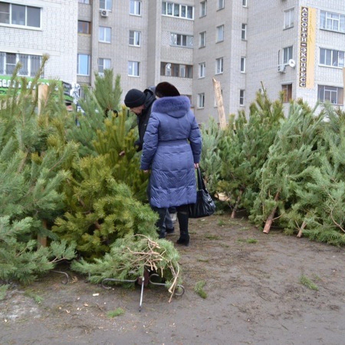 Где в Воронеже купить елку - KP.RU