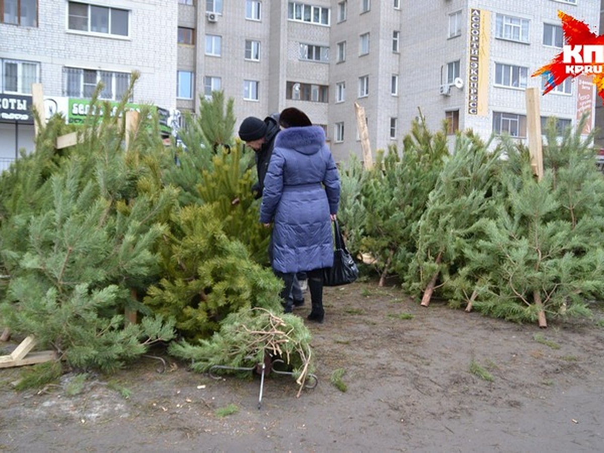 Где в Воронеже купить елку - KP.RU