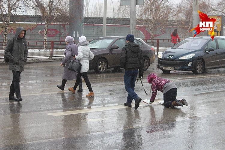 Фото Парень ведет на поводке двух тигров