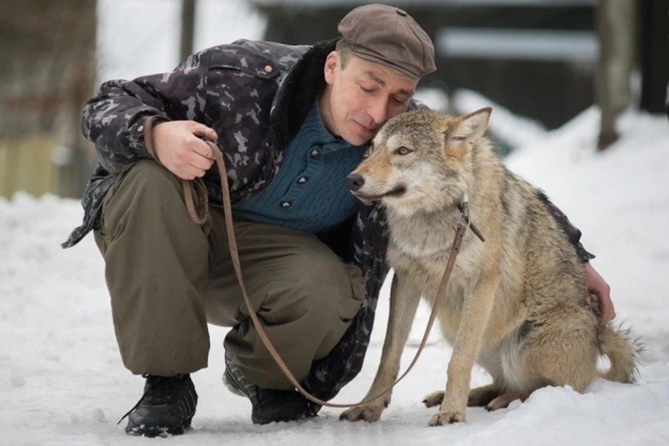 Дмитрию Самойлову удалось приручить волчицу.