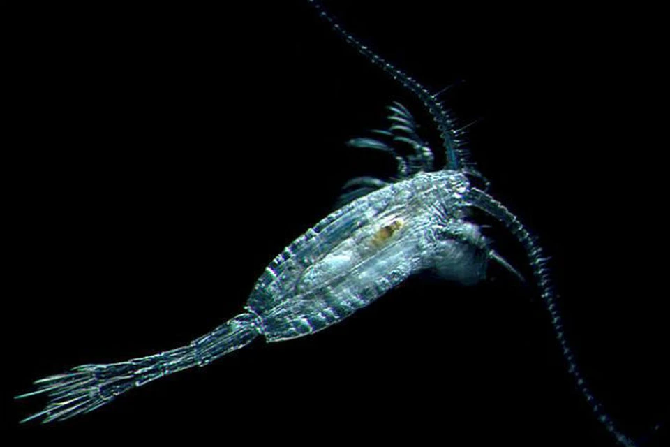 Светящиеся морские рачки помогут ученым диагностировать рак. Фото предоставлено www.arcodiv.org/watercolumn/copepod/images/Metridialonga/Metridialonga.