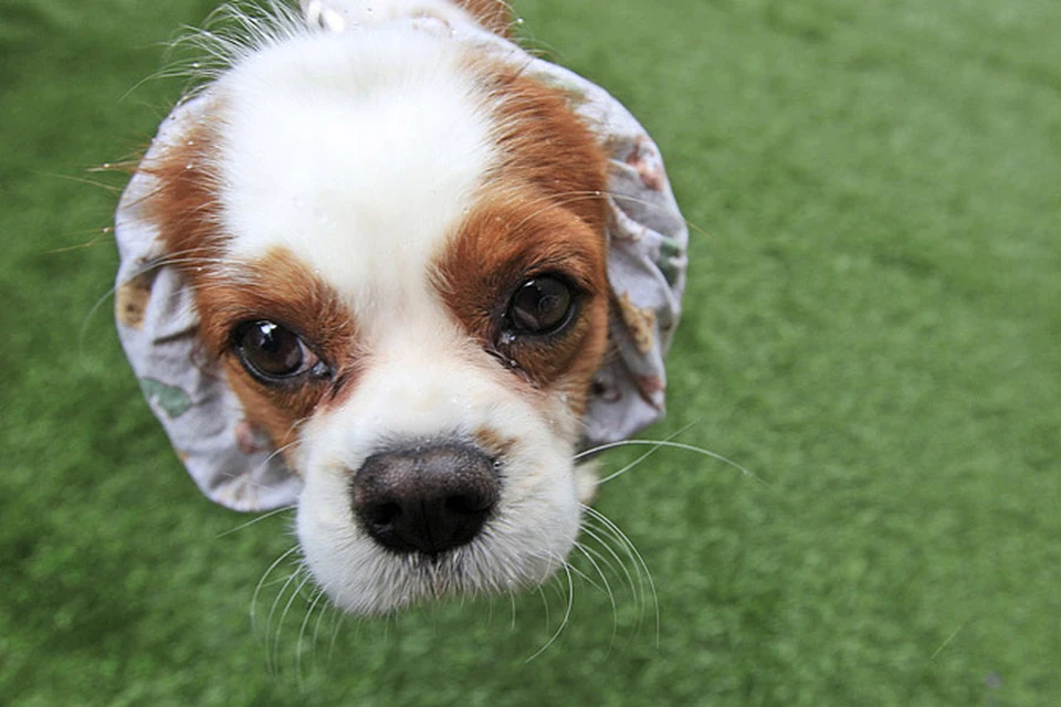 В Манхэттене прошла самая престижная в США выставка собак "Westminster Kennel Club"