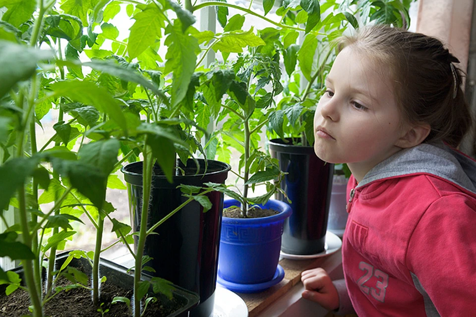 В российских школах могут появиться уроки земледелия
