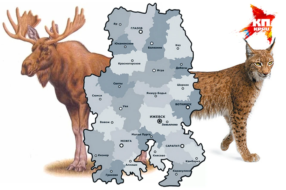 16 038 лосей и 270 рысей: каких зверей больше всего живет в Удмуртии