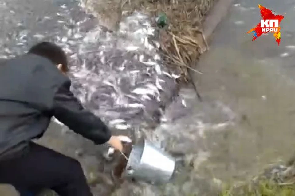 Рыбу местные жители ловят в буквальном смысле руками. Фото: соцсети