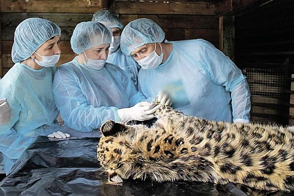 Пушистую кошку обследовали и прооперировали. Фото: архив ФГБУ «Земля леопарда».