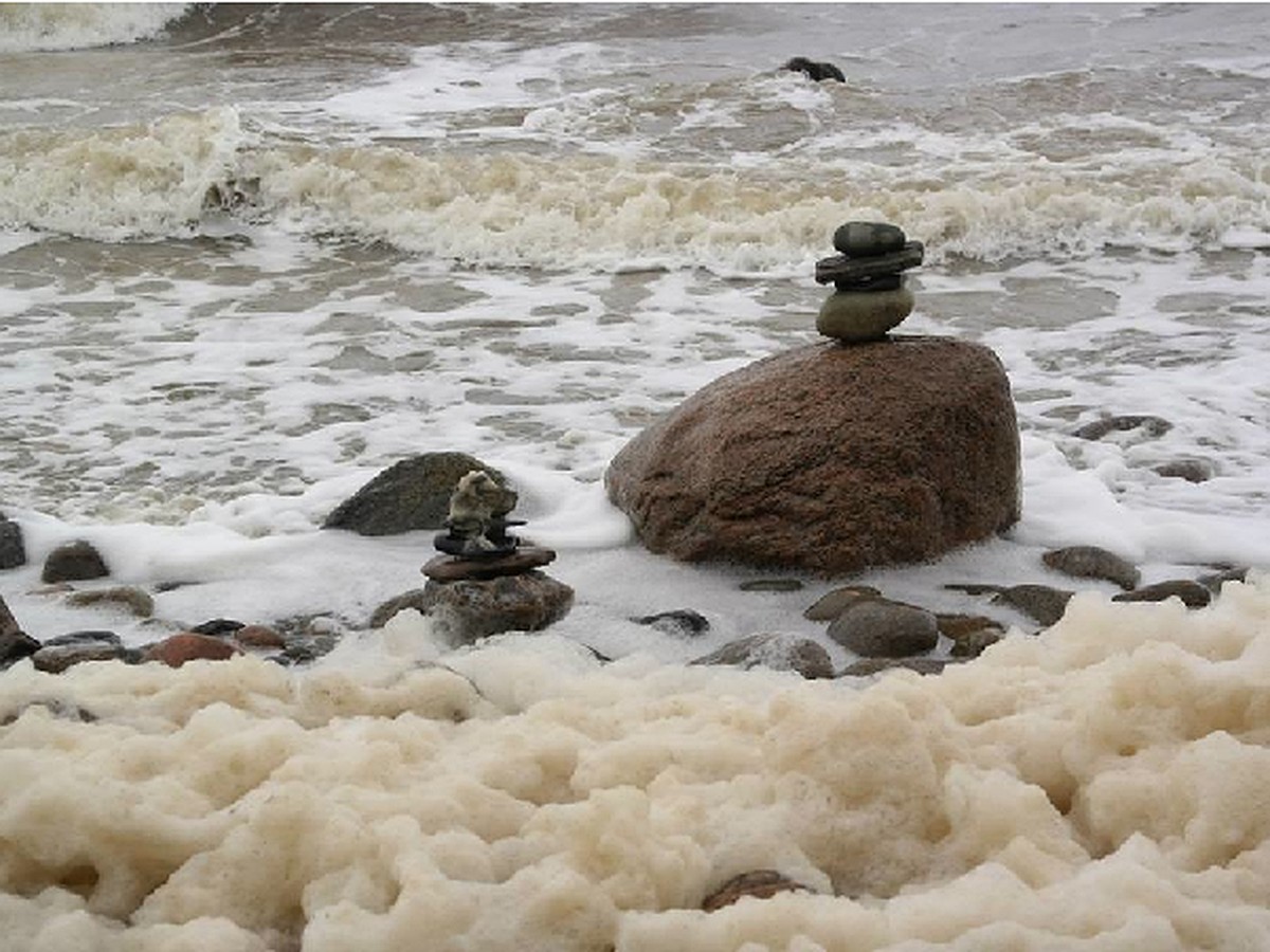 Белое море, белая ночь и соленое дерево - KP.RU