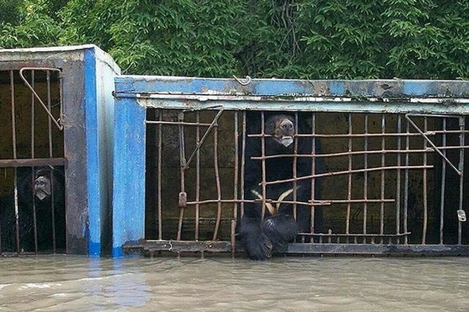 медведи уже сутки стоят в воде на задних лапах, спасаясь от воды.
Фото: соцсети