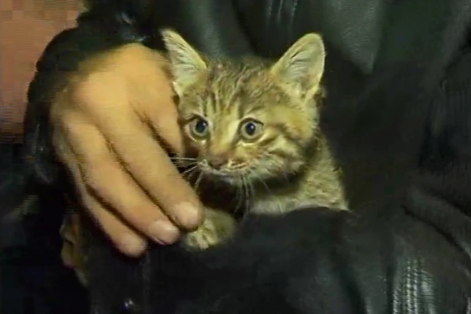 Братчанка спасла котенка, упавшего в вентиляционную шахту
Фото: Братская Студия Телевидения