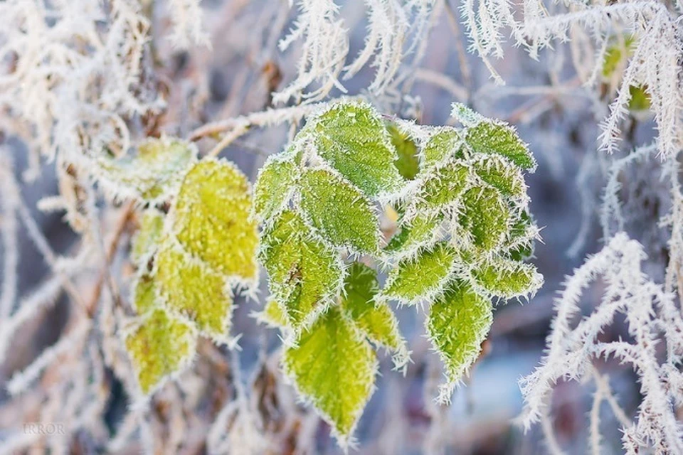 Заморозки цветы