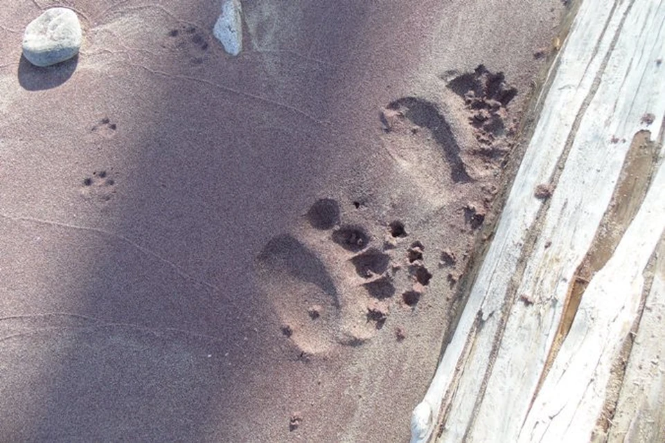 Медведи приплыли на остров Ольхон в поисках еды. ФОТО: "Заповедное Прибайкалье"
