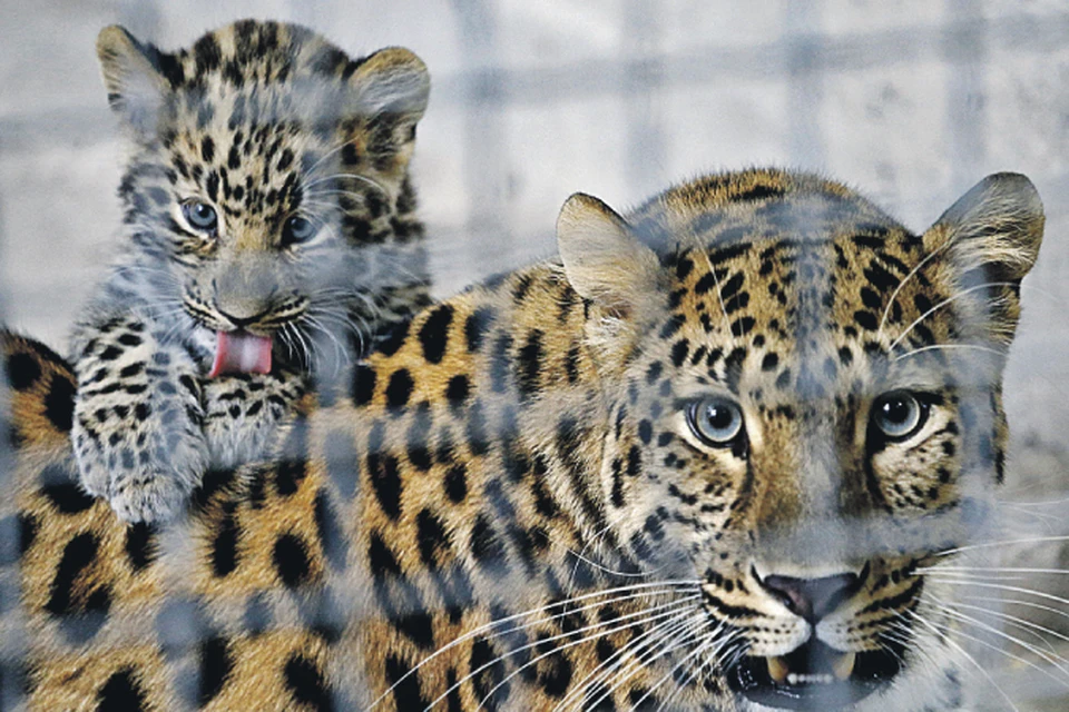 Леопардесса Кариа мощно увеличила популяцию редких кошек, которых на всей планете и трех сотен не наберется. Фото: Валерий МАТЫЦИН/ТАСС