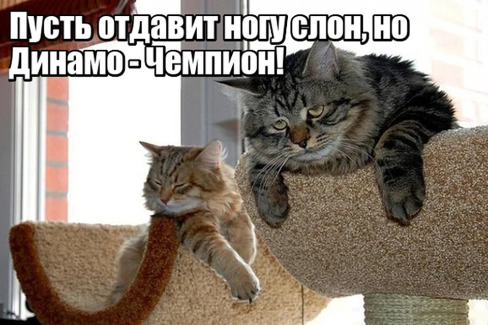 Кричалки в поддержку минского "Динамо" от читателей "Комсомолки".