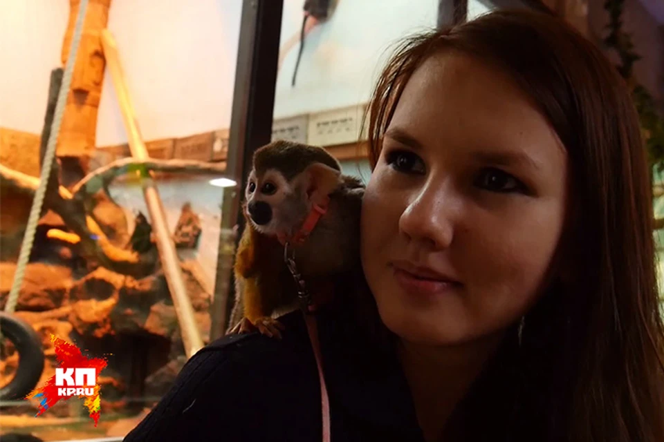 Видео: обезьянка Мася из Зоопарка Удмуртии сделала прогноз на 2016 год