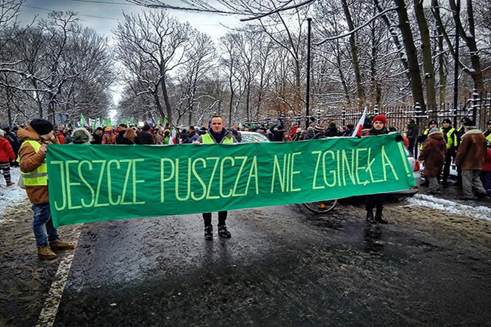 Поляки протестуют против лесозаготовки Беловежской пущи. Фото: Greenpeace Polska.